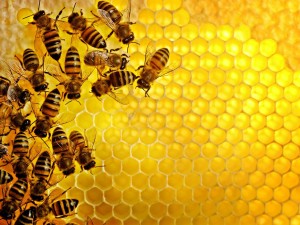 Bees clustered on a translucent honeycomb