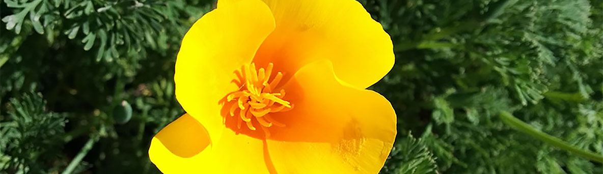 Yellow Californian poppy