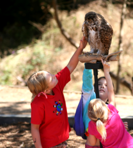 Children examining a live raptor