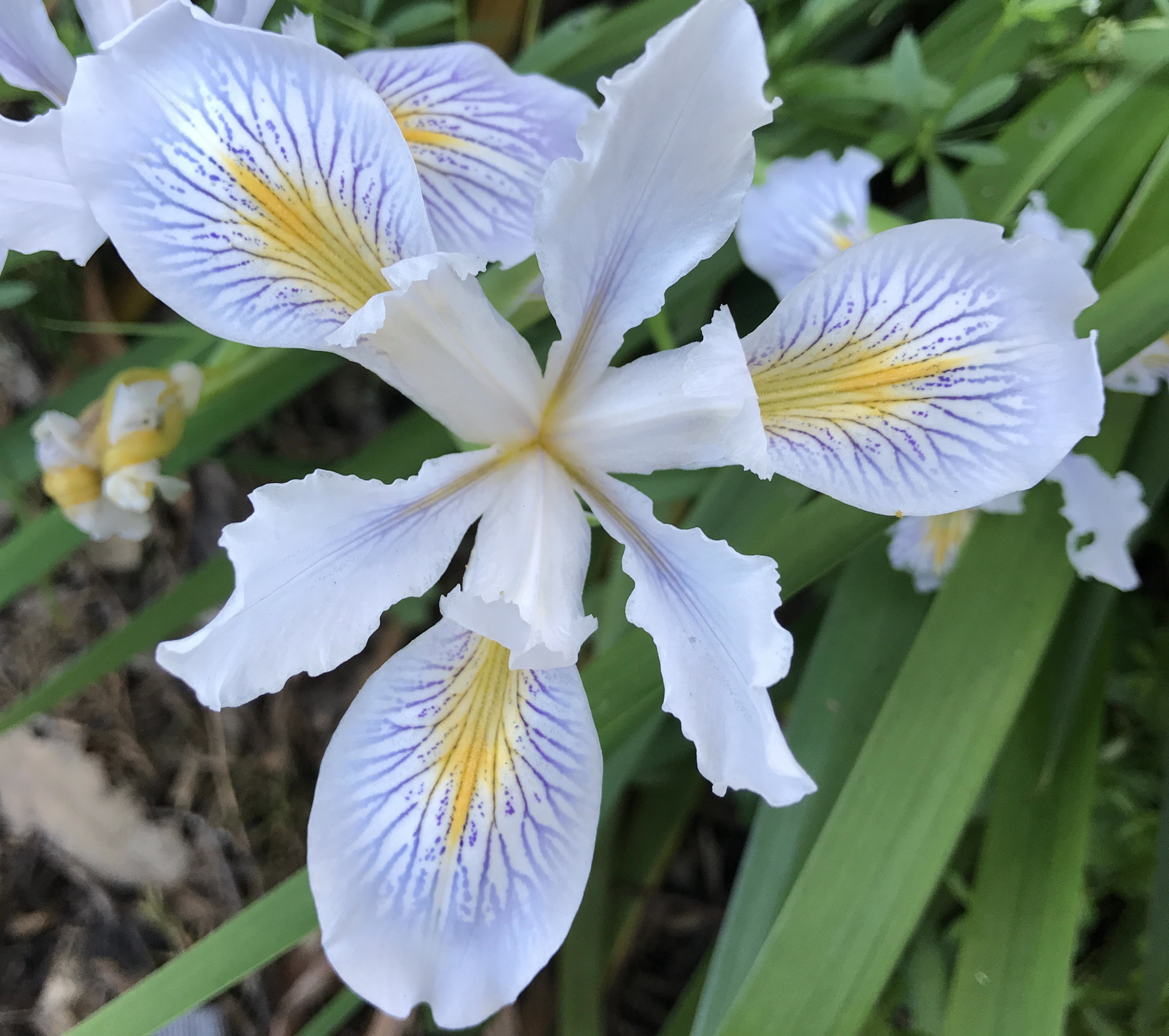 Iris in bloom