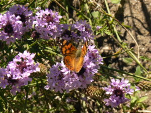 Butterfly on pink flowers