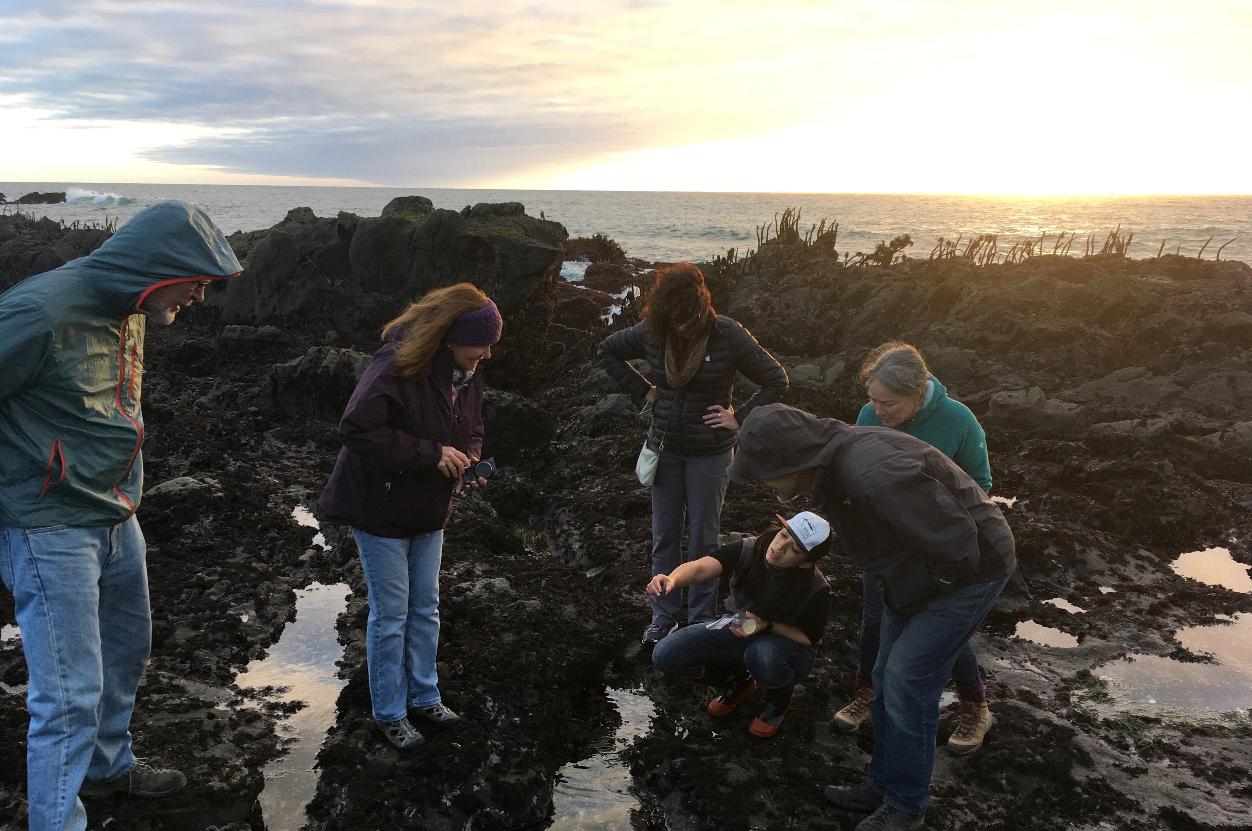 Beachcombers studying a tidepool