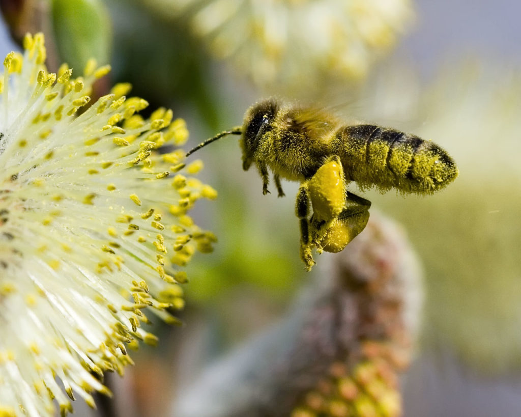 Bee carrying deposits of pollen as it visits a new flower