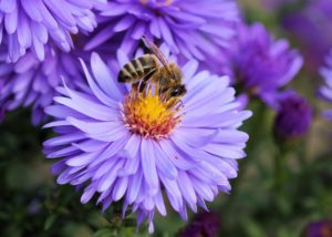 Bee on top of purple flower