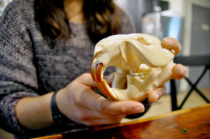 Large rodent skull being examined