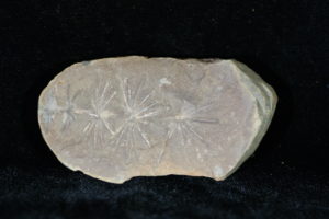 Fossilized Annularia leaf