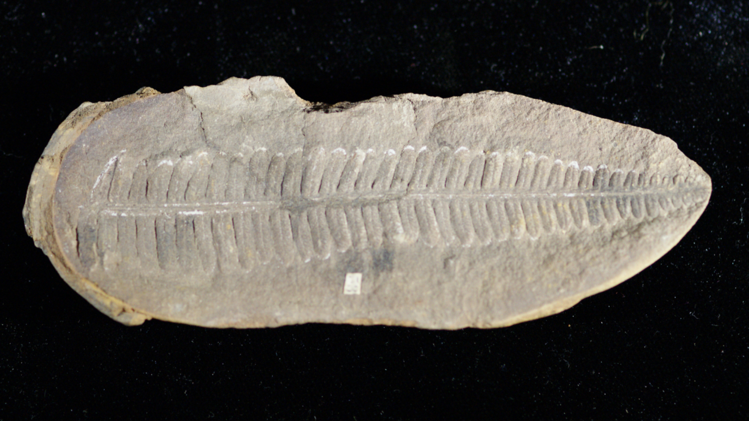 Fossil fern