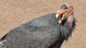 California condor