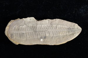 Fossilized fern leaf