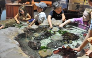 Group of children checking out the tidepool