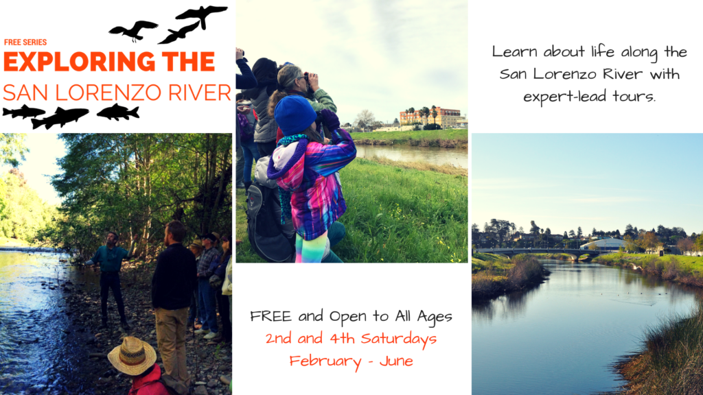 Exploring the San Lorenzo River - 2nd and 4th Saturdays February to June