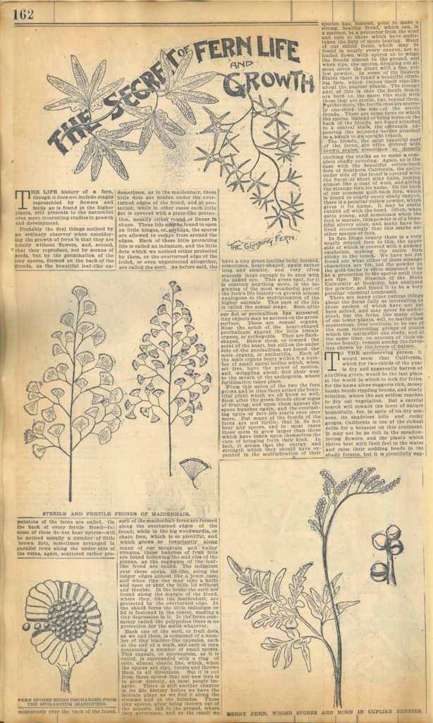 Clipping on the life and growth of ferns