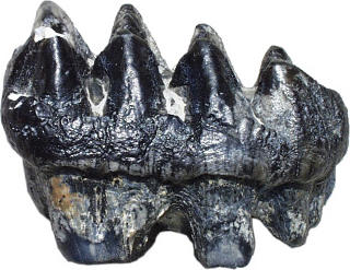 Fossilized mastodon tooth