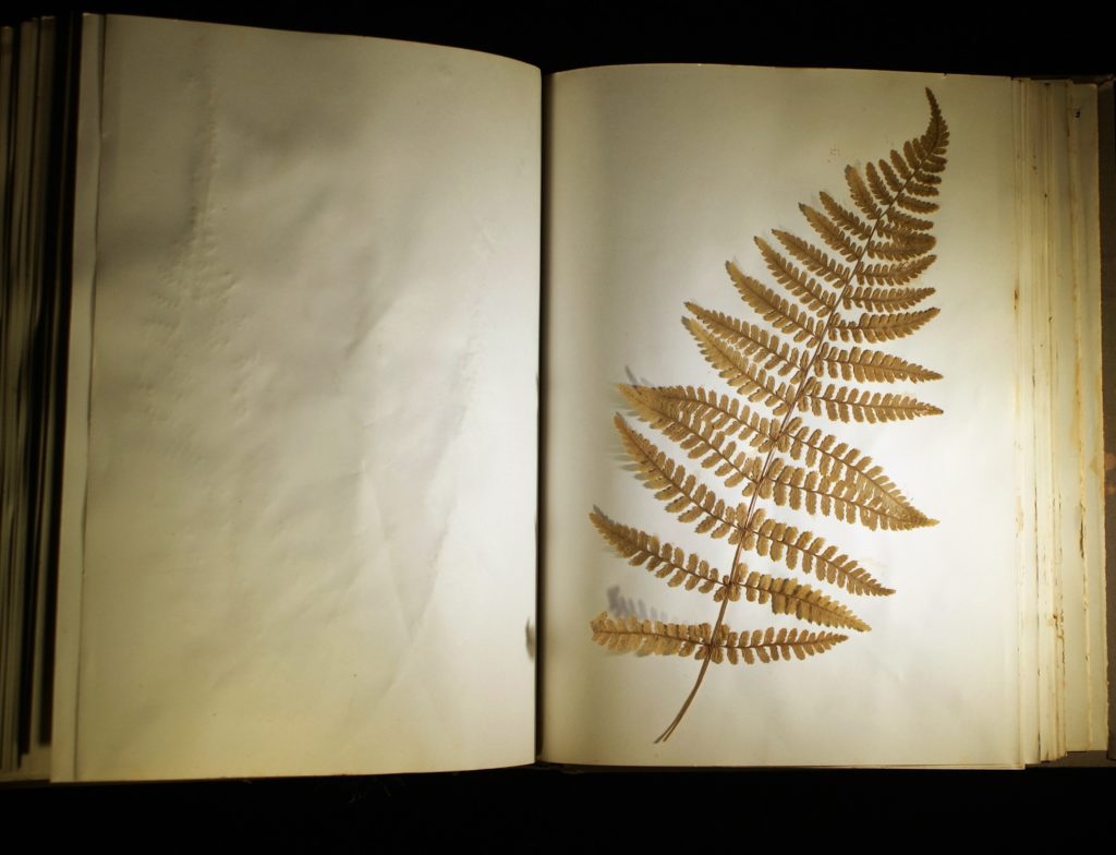 100-year-old preserved fern