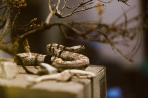 Taxidermied snake coiled to strike