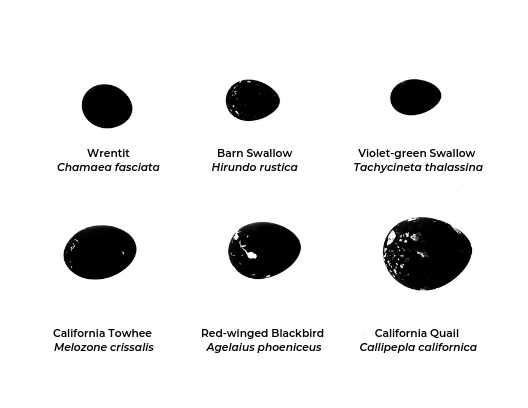 From the tiny wrentit to the California quail, the shape and markings of each egg can sometimes reveal who laid them. This chart describes which of the six eggs featured in this month's closeup belong to which birds. Nest shape and design, too, can help in identifying the parent species.