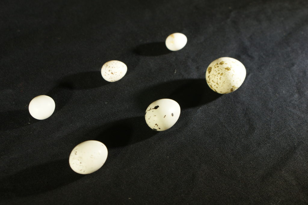 Six eggs stand in two rows, each with its distinct shape and markings. These eggs, gifted to Laura Hecox by her friend and fellow naturalist Ed Fiske, represent a mix of species found in Santa Cruz just before the 20th century.