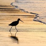 Seabird running in the surf with the sun low on the horizon