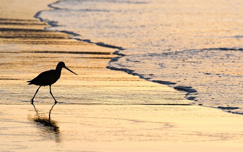 Seabird runs in the surf with the sun low on the horizon