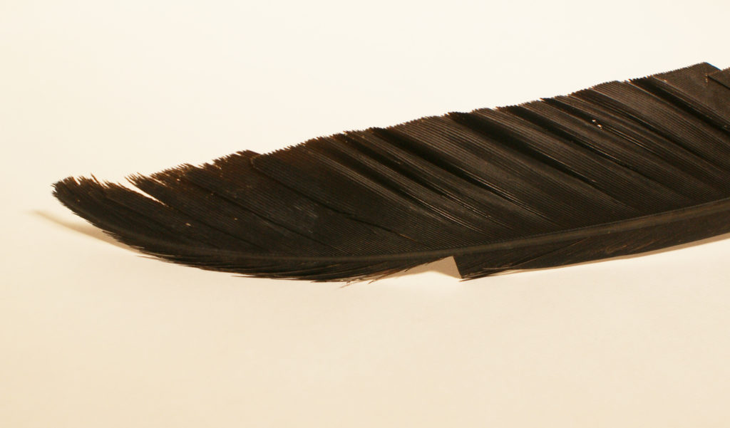 A notch toward the top of the feather reveals where researchers trimmed and sampled for lead content. This feather is a primary remige or flight feather, meaning it generates much of the thrust needed for flight, helping to carry condors the roughly 100 miles they can travel each day while foraging for carrion.