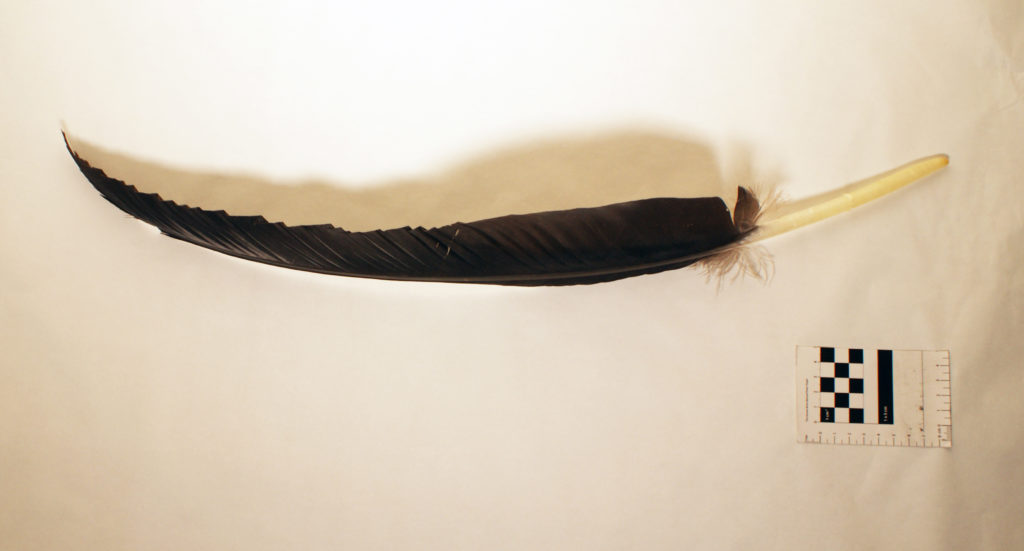 This dark feather runs roughly the length of a small human arm and once belonged to a California condor. Just as researchers assess tree rings to glean information about past climatic conditions, scientists sample lead content from leathers to learn when and how much condors were exposed to the poison.