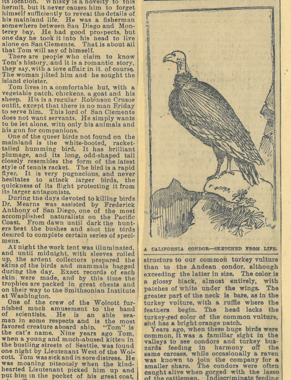 A newspaper clipping from 1894 describes the California condor's shrinking range, with an illustration depicting a condor looking out over a rocky outcrop.