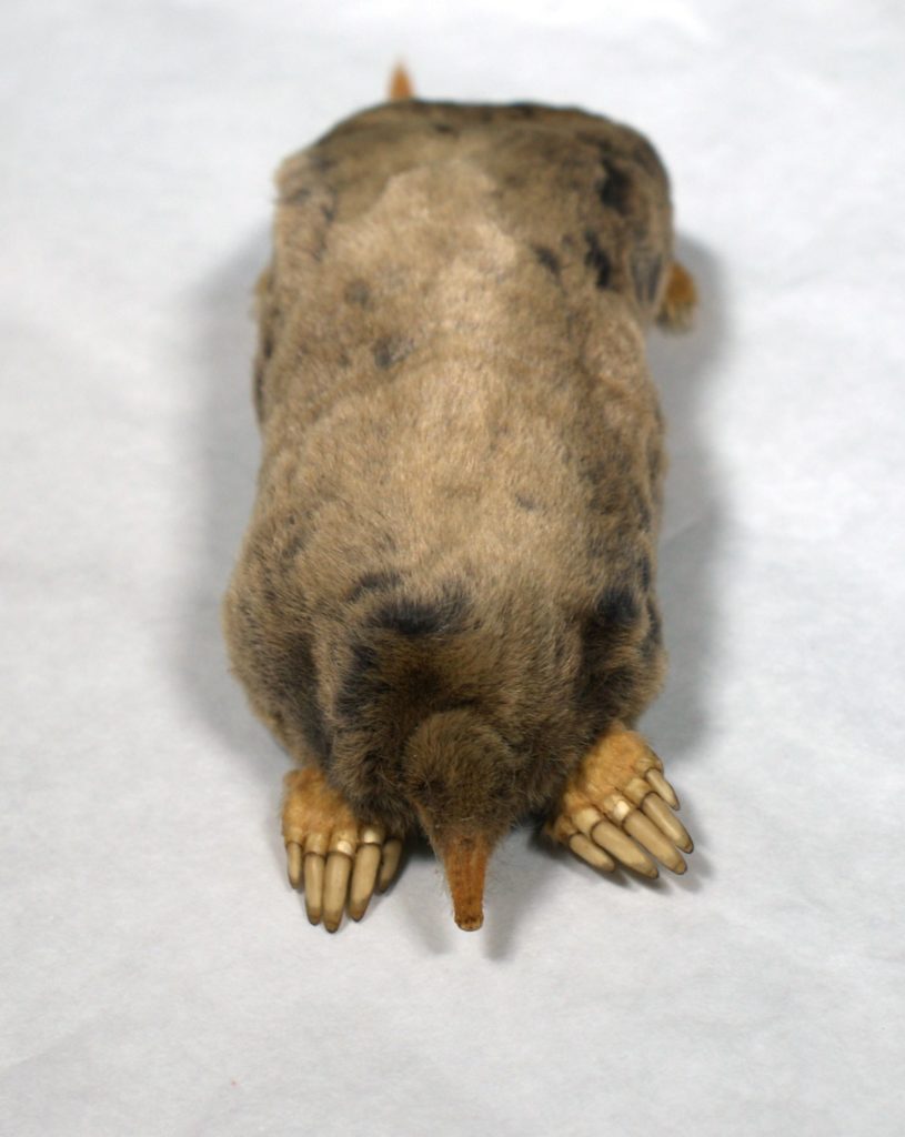 A stuffed, broad-footed mole (Scapanus latimanus) sits face-forward. 