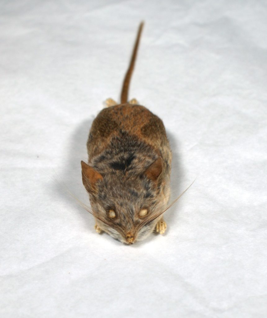 A stuffed study skin of a California mouse (Peromyscus californicus) rests on a table top, whiskers pointing stiffly outward.