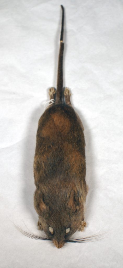 A stuffed study skin of a dusky-footed woodrat (Neotoma fuscipes) sits on a tabletop. Its brown fur is mottled with patches of light and dark brown, gray and black.
