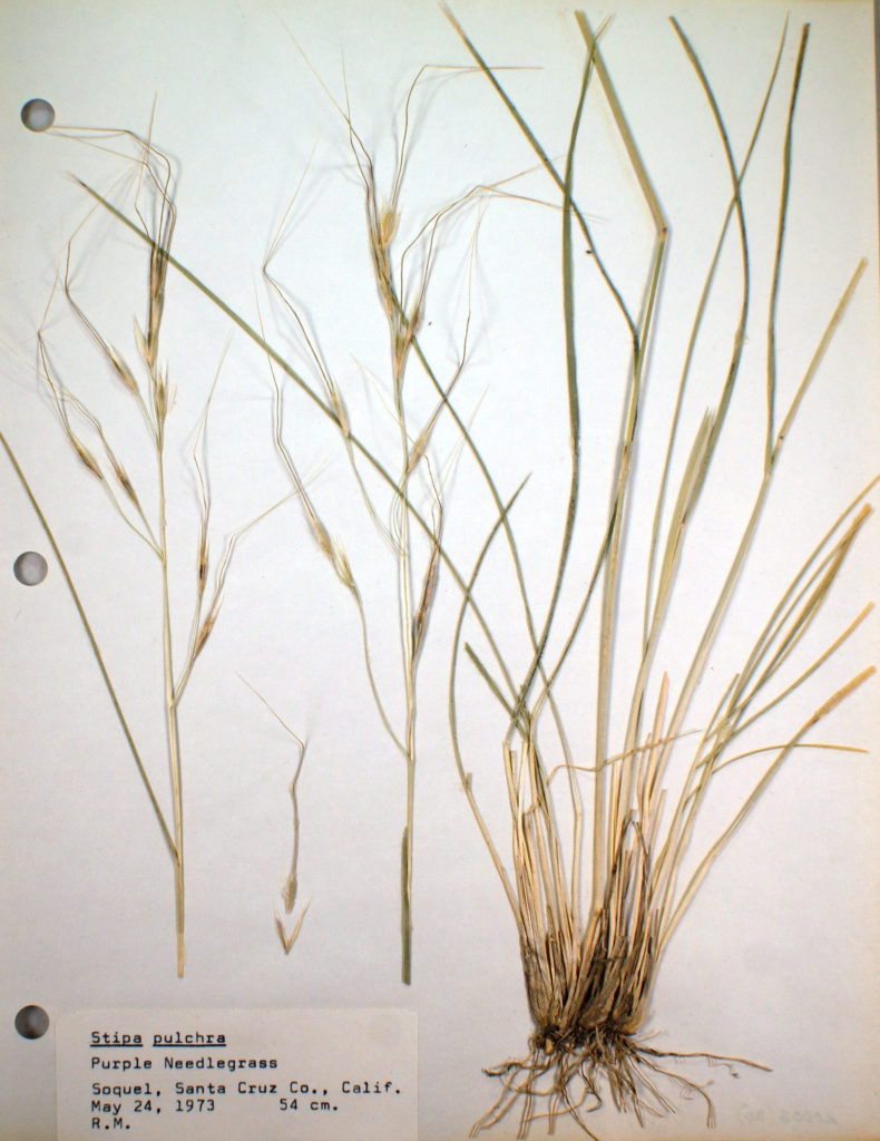 photo of a collected sample of purple needlegrass from Soquel, CA