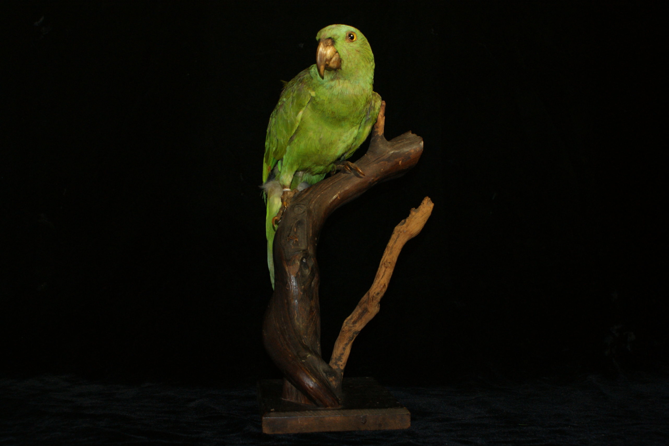 Green parrot specimen mounted on a branch.