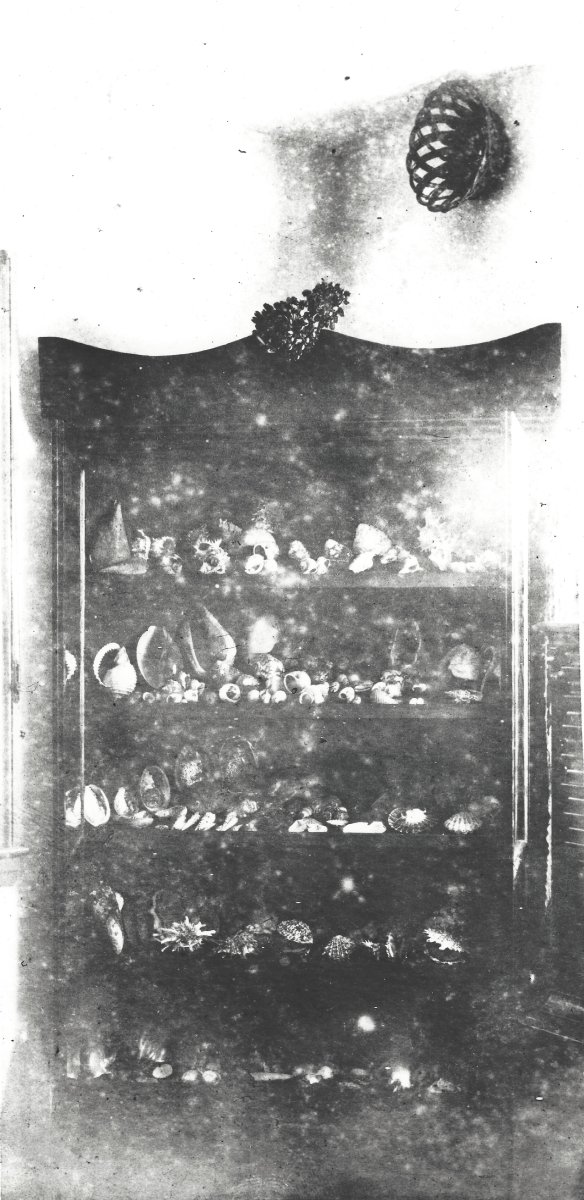 A black and white photograph of a cabinet filled with shells and other specimens.