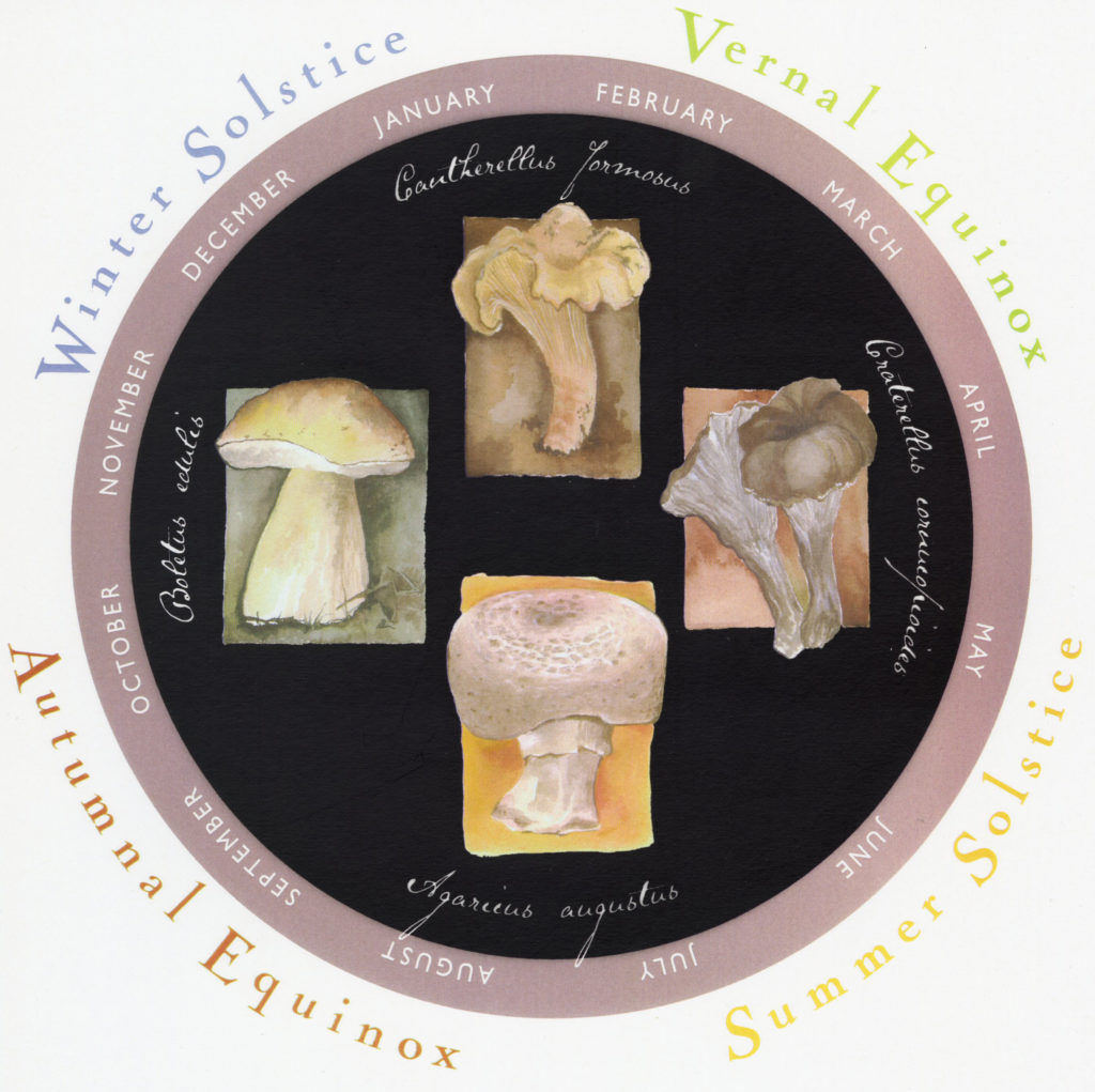 A diagram of fungi sorted by the seasons