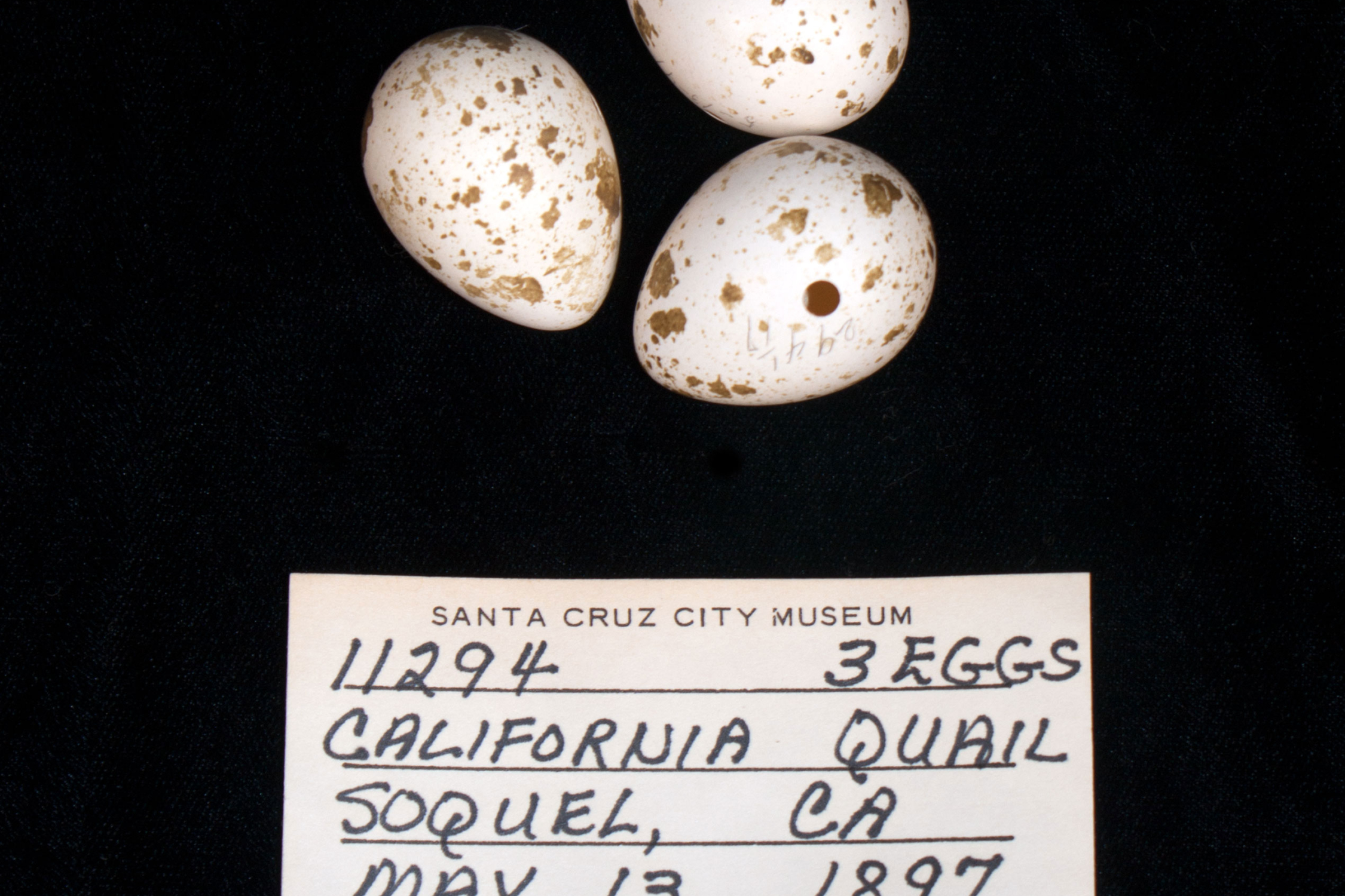 California quail eggs Three California quail eggs along with a identification card.