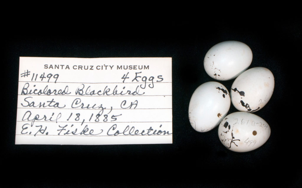 4 blackbird eggs