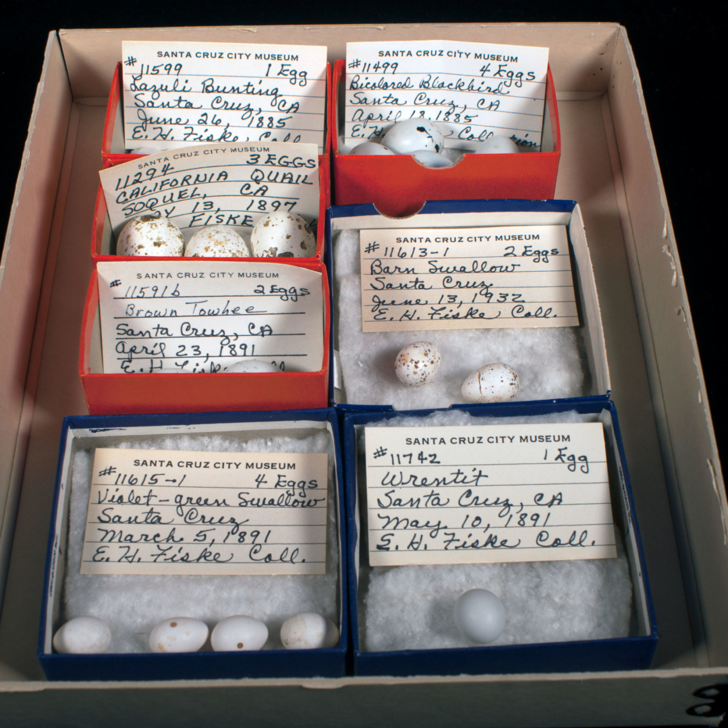 A tray with several bird egg specimens and catalog cards.