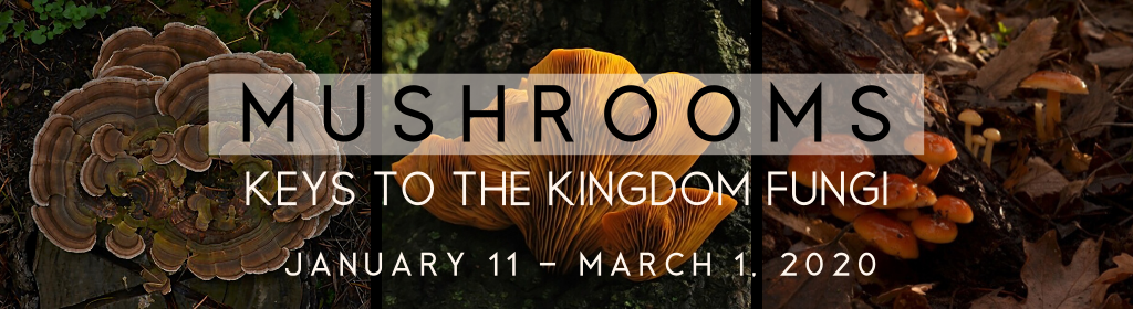 Mushrooms: Keys to the Kingdom Fungi