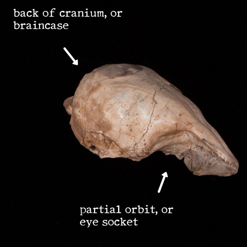 partial cranium and frontal skull region of the ancient pinniped Thalassaleon macnallyae, with the braincase in the back