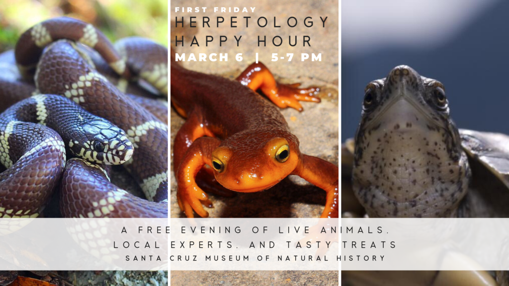 First Friday, Herpetology Happy Hour