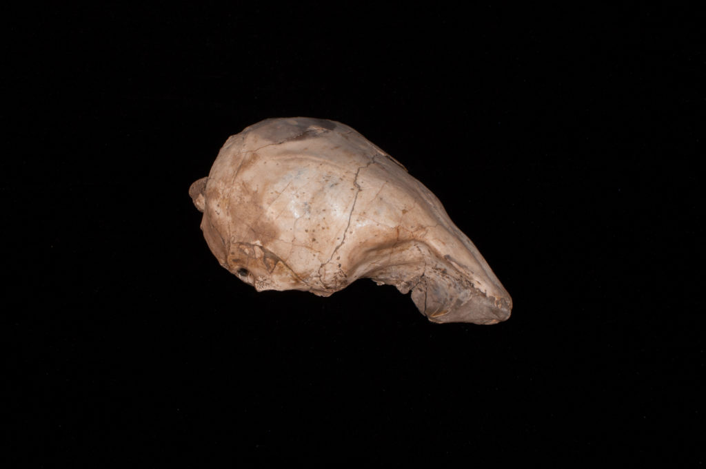 partial cranium and frontal skull region of the ancient pinniped Thalassaleon macnallyae