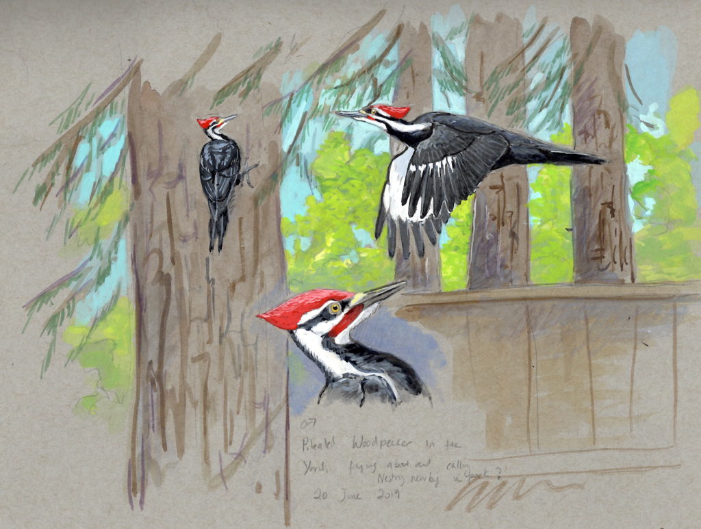 Artwork by Sophie Webb depicting woodpeckers