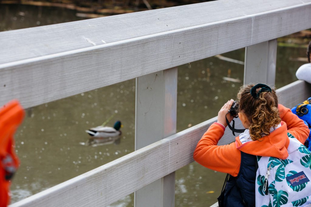 A student watching a mallard duck during a Museum-led field trip.