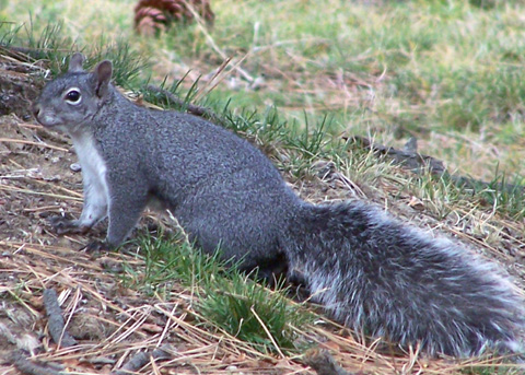 western gray squirrel range