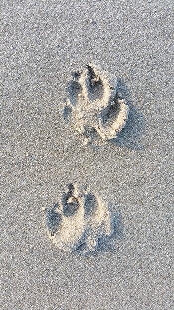 Dog tracks in sand