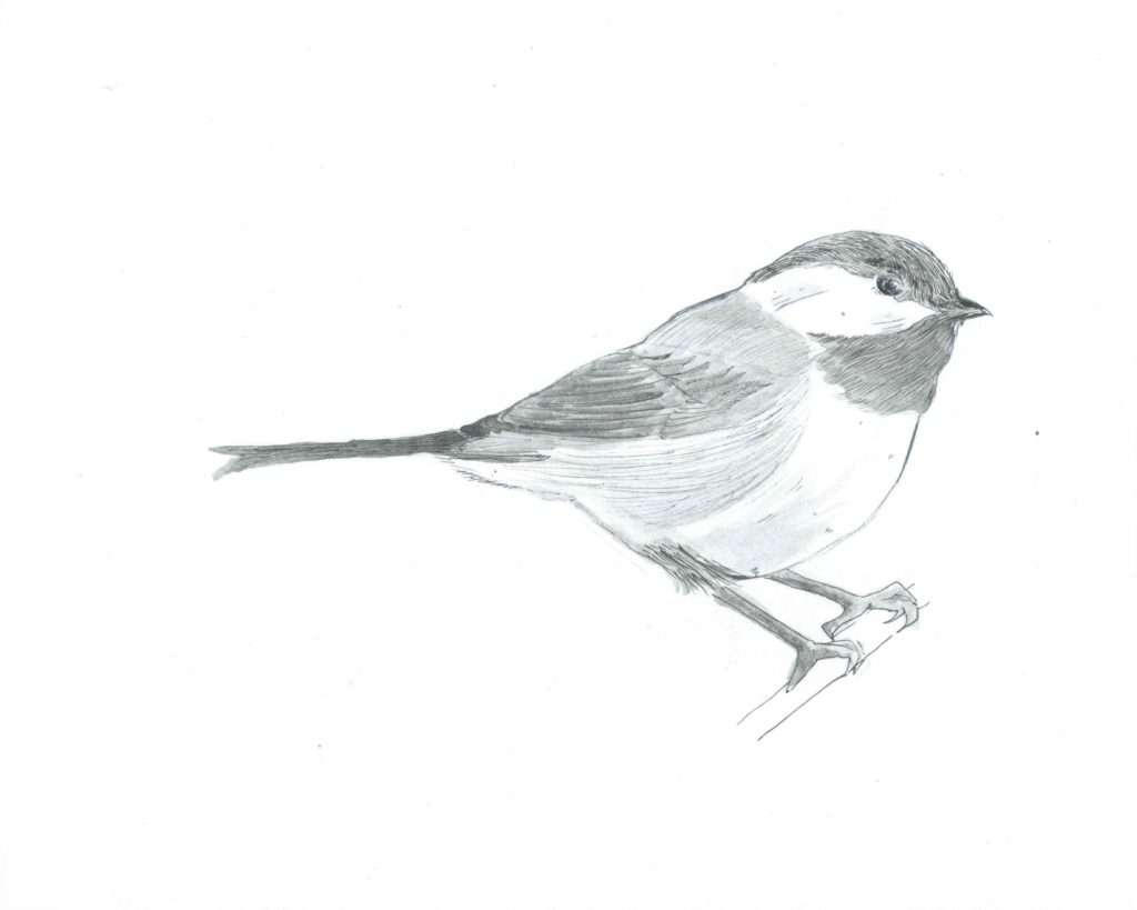 Sketch of a chickadee