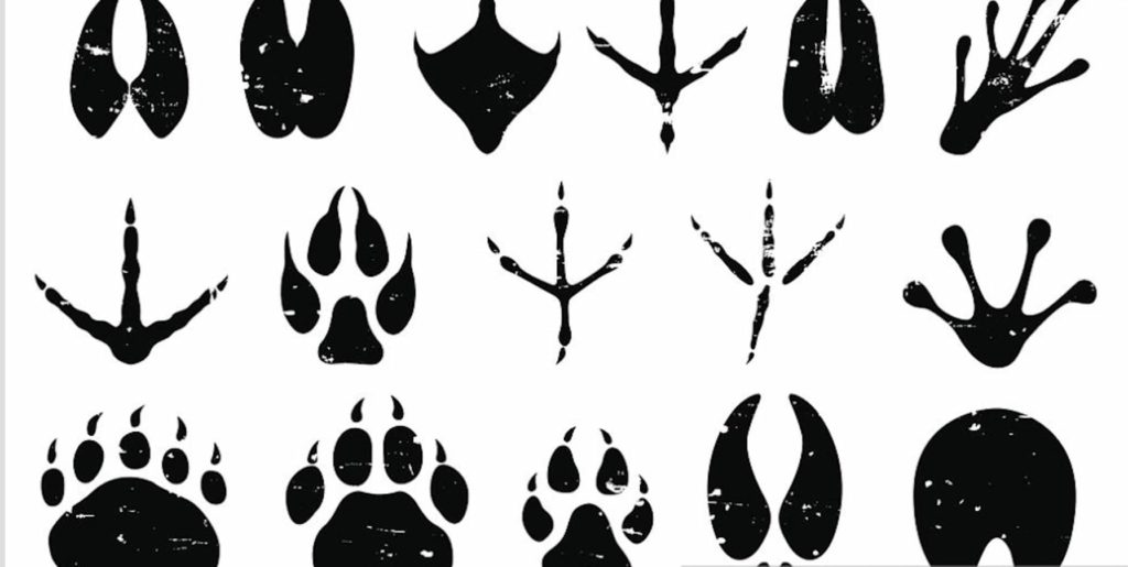 Animal footprints across several different classes