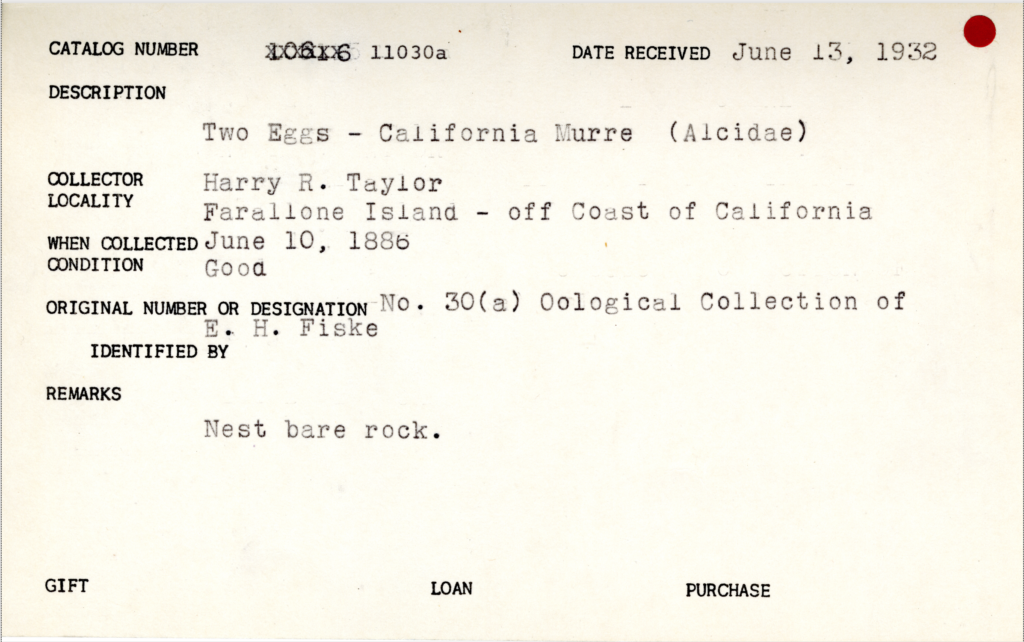 Catalog card for two California Murre eggs