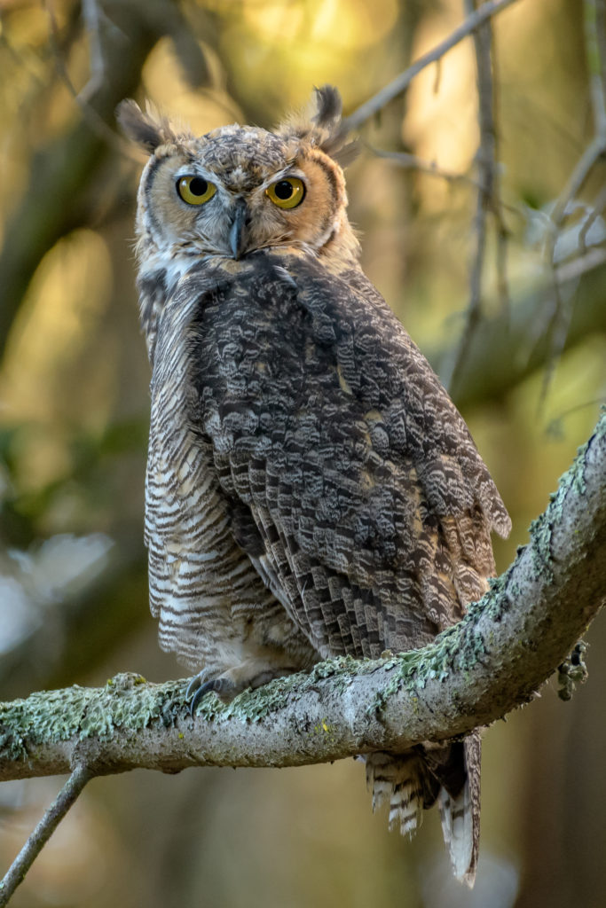 Great horned owl