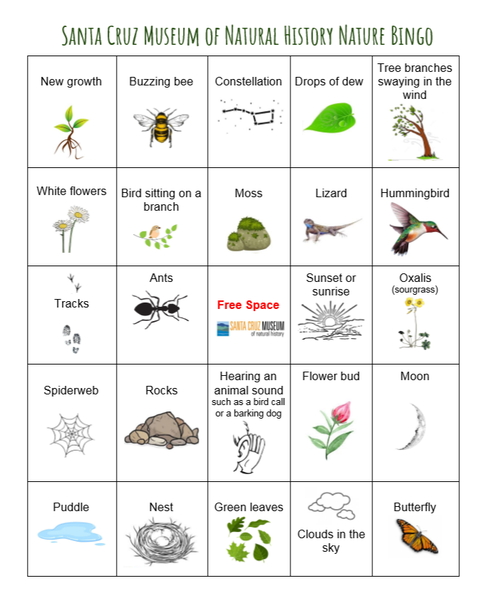 Santa Cruz Museum of Natural History Nature Bingo card