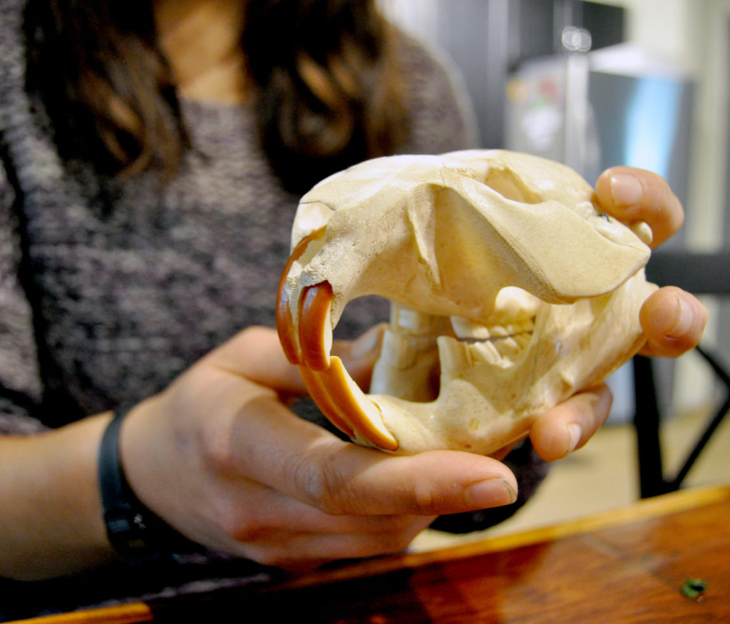 beaver skull